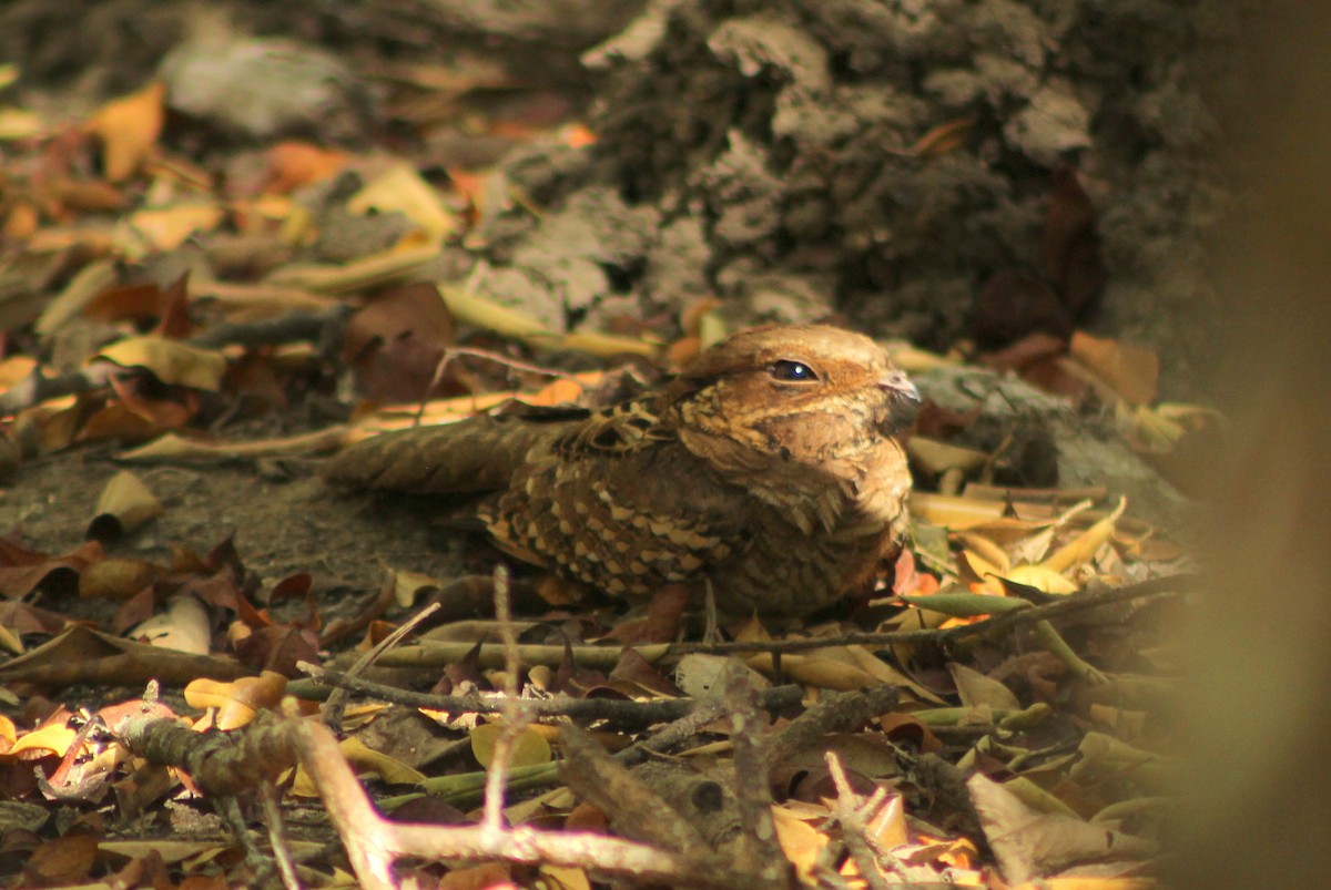 Common Pauraque - Andrew Campos