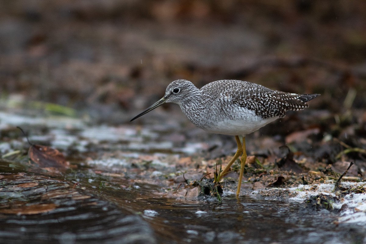 Greater Yellowlegs - ML527246331