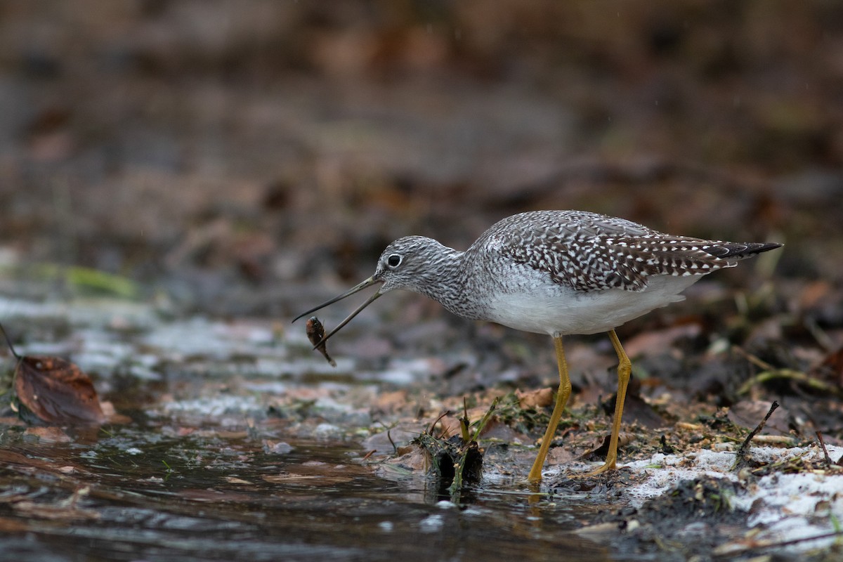 Greater Yellowlegs - ML527246381