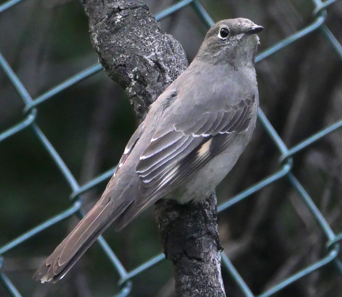 Townsend's Solitaire - ML527248461