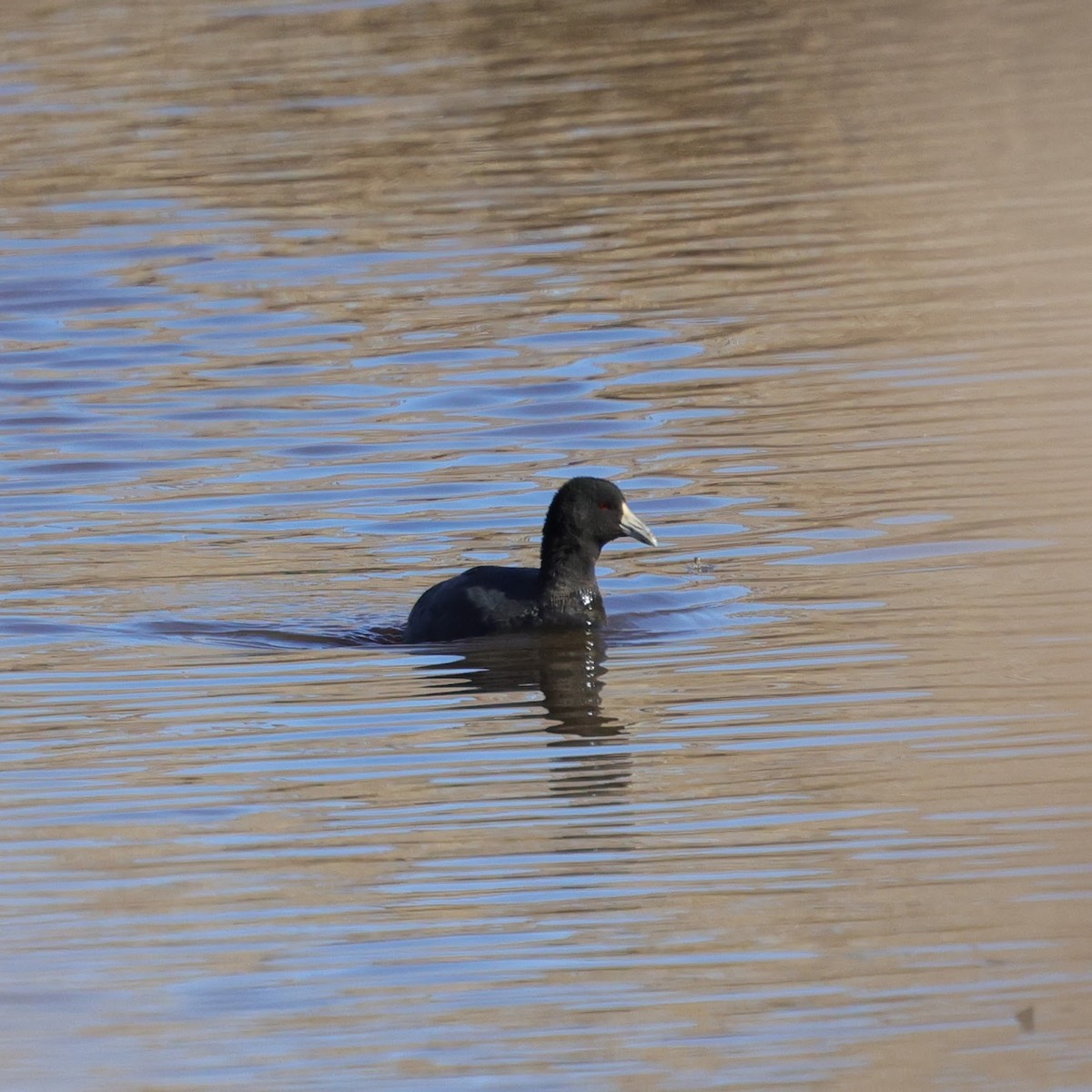 American Coot - Chris Kennelly