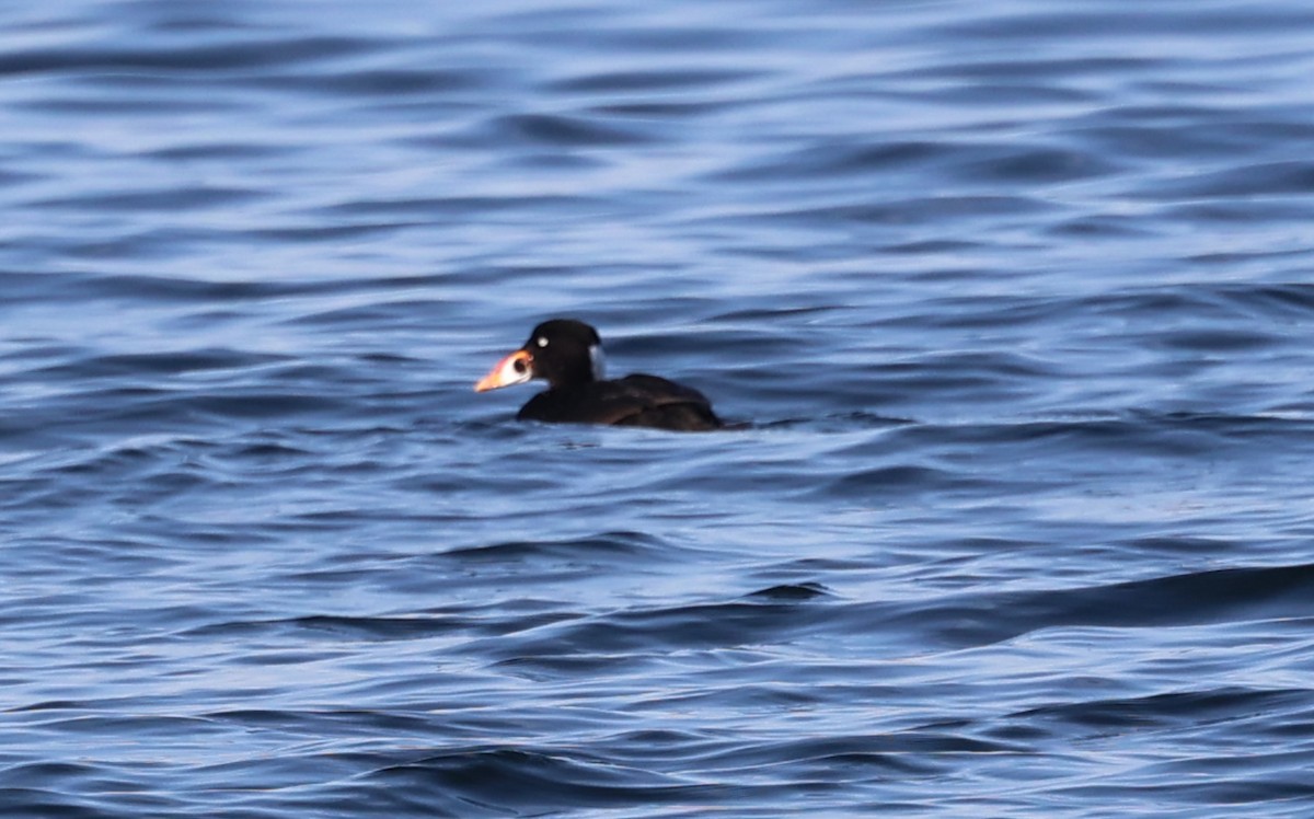 Surf Scoter - ML527248971