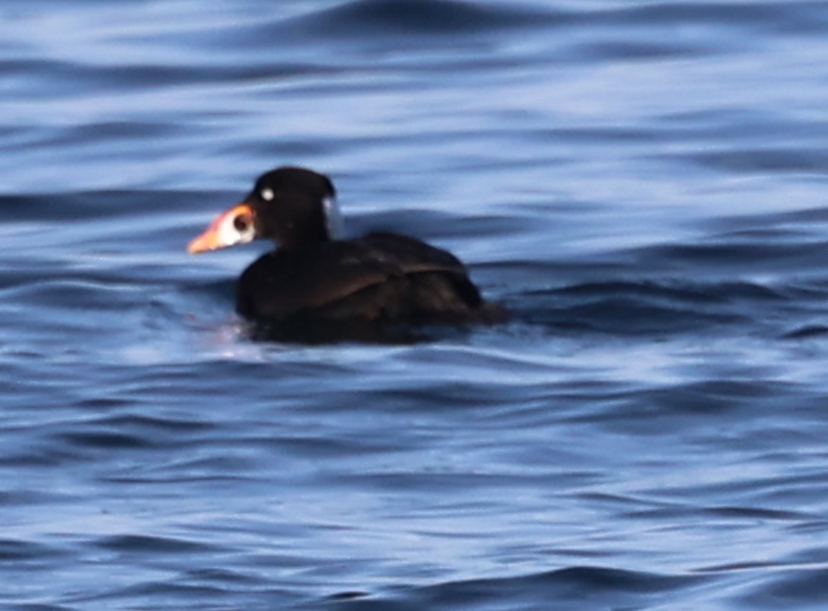 Surf Scoter - ML527248981