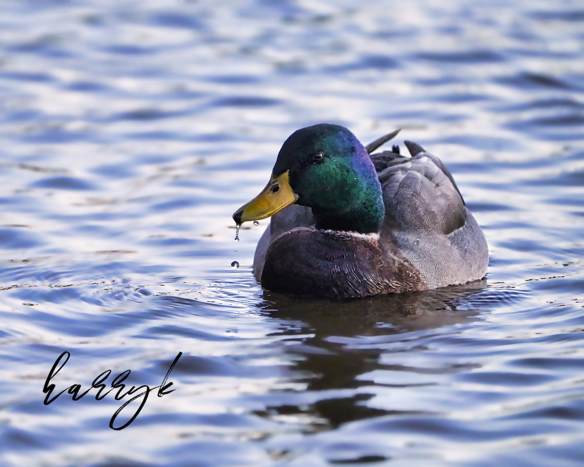 Mallard - ML527249141