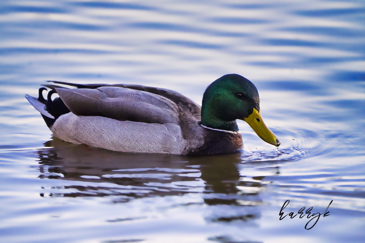 Mallard - ML527249171