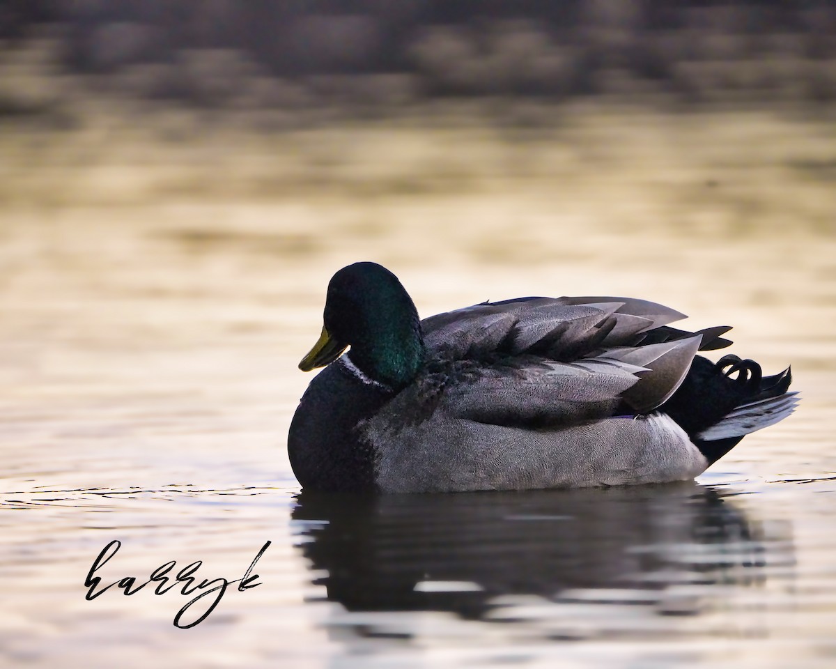 Mallard - ML527249181