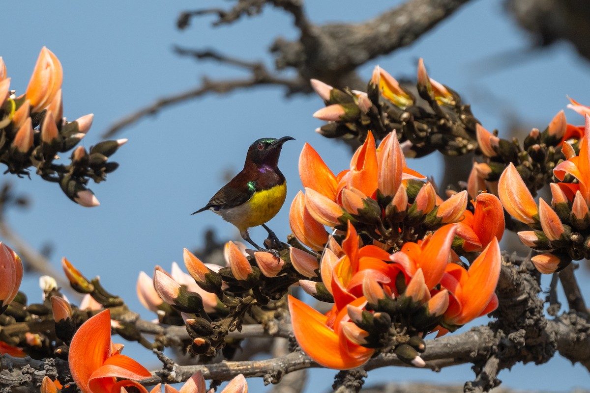 Purple-rumped Sunbird - ML527250911