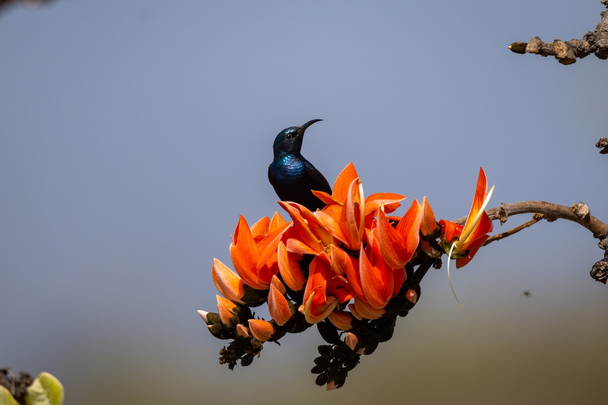 Purple Sunbird - ML527251051