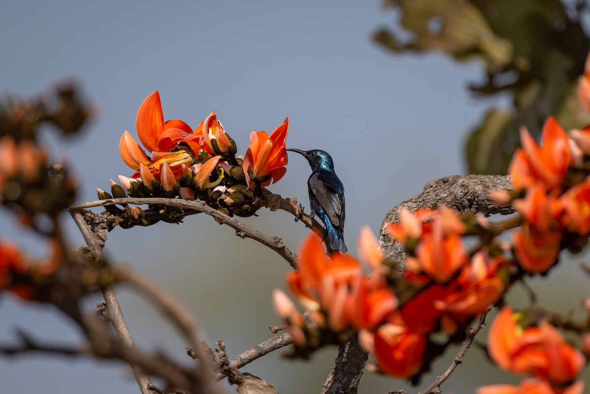 Purple Sunbird - ML527251061