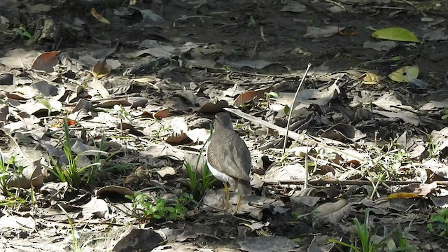 Spotted Sandpiper - ML527252611