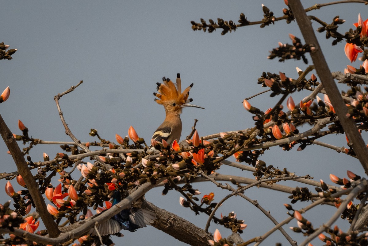 Eurasian Hoopoe - ML527252951