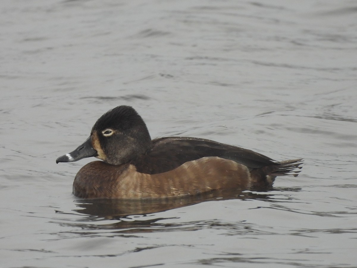 Ring-necked Duck - ML527253471