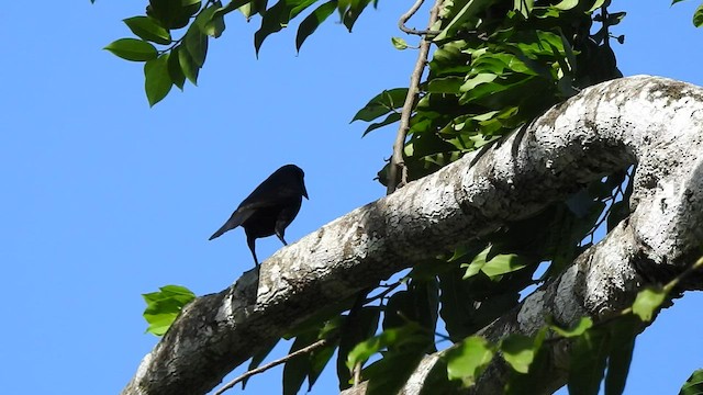 Giant Cowbird - ML527253741