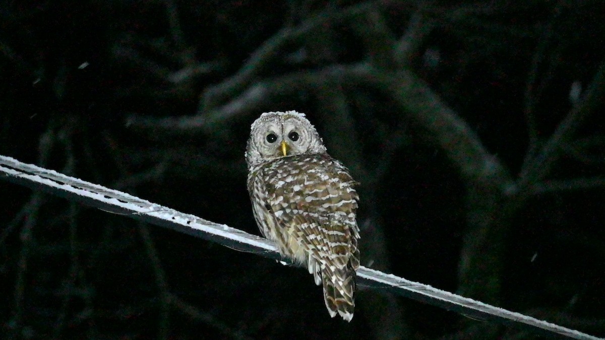 Barred Owl - ML527254011