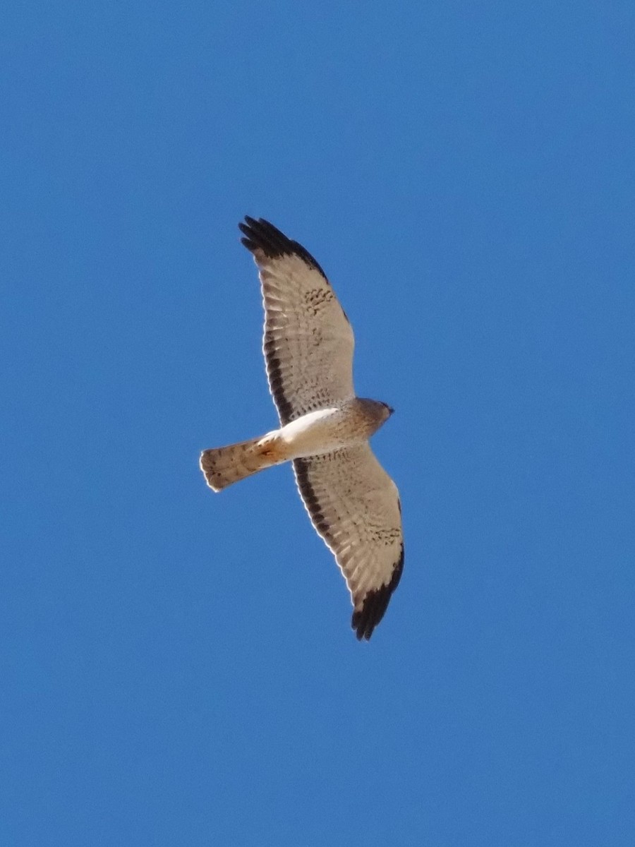 Northern Harrier - ML527254571