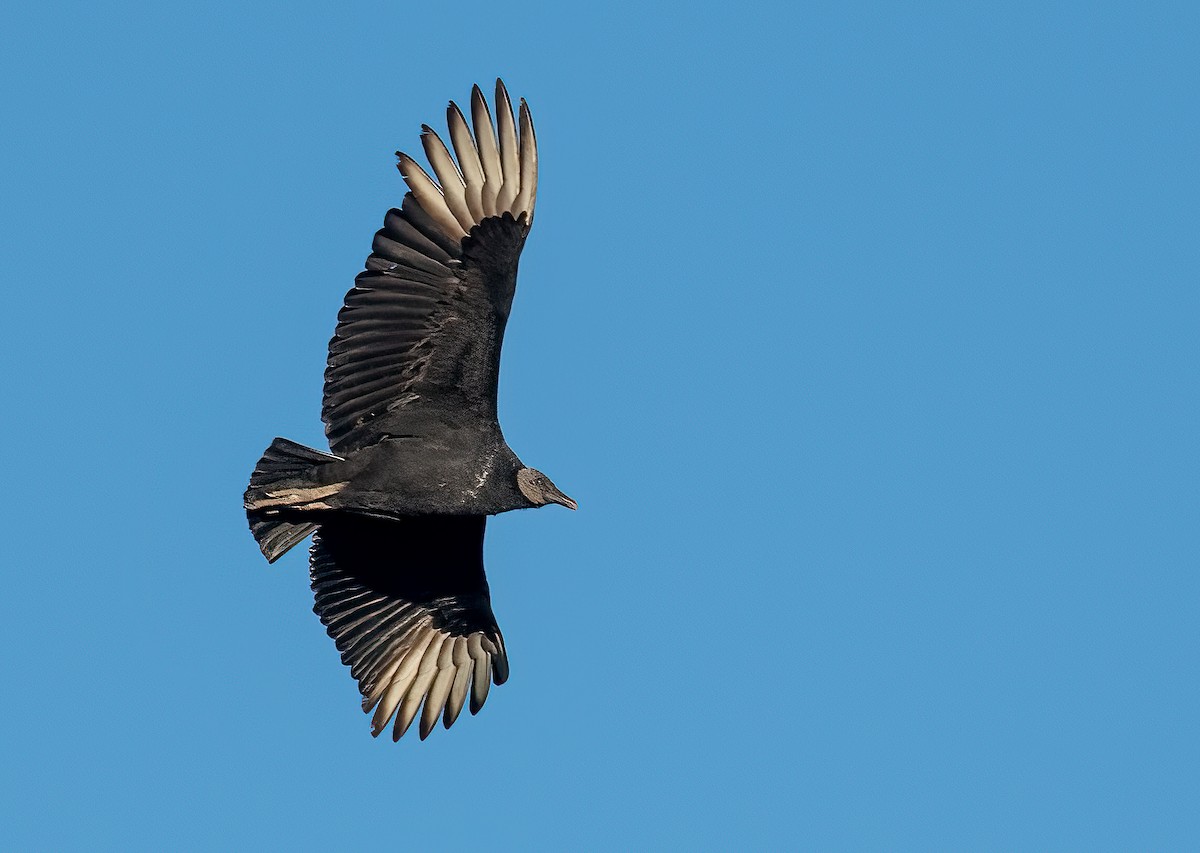 Black Vulture - Pat Tomsho