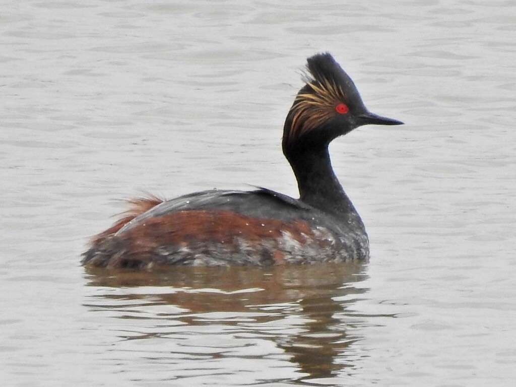 Eared Grebe - ML527256451