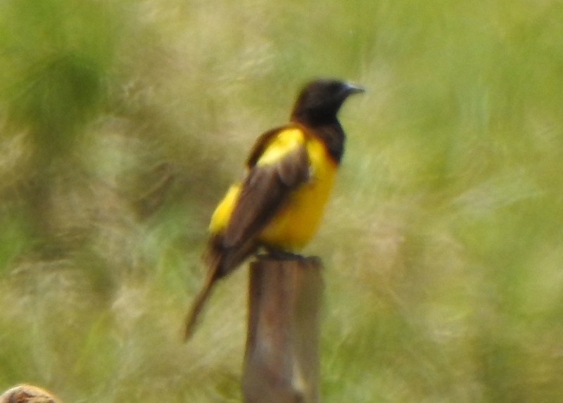 Yellow-rumped Marshbird - ML527256971