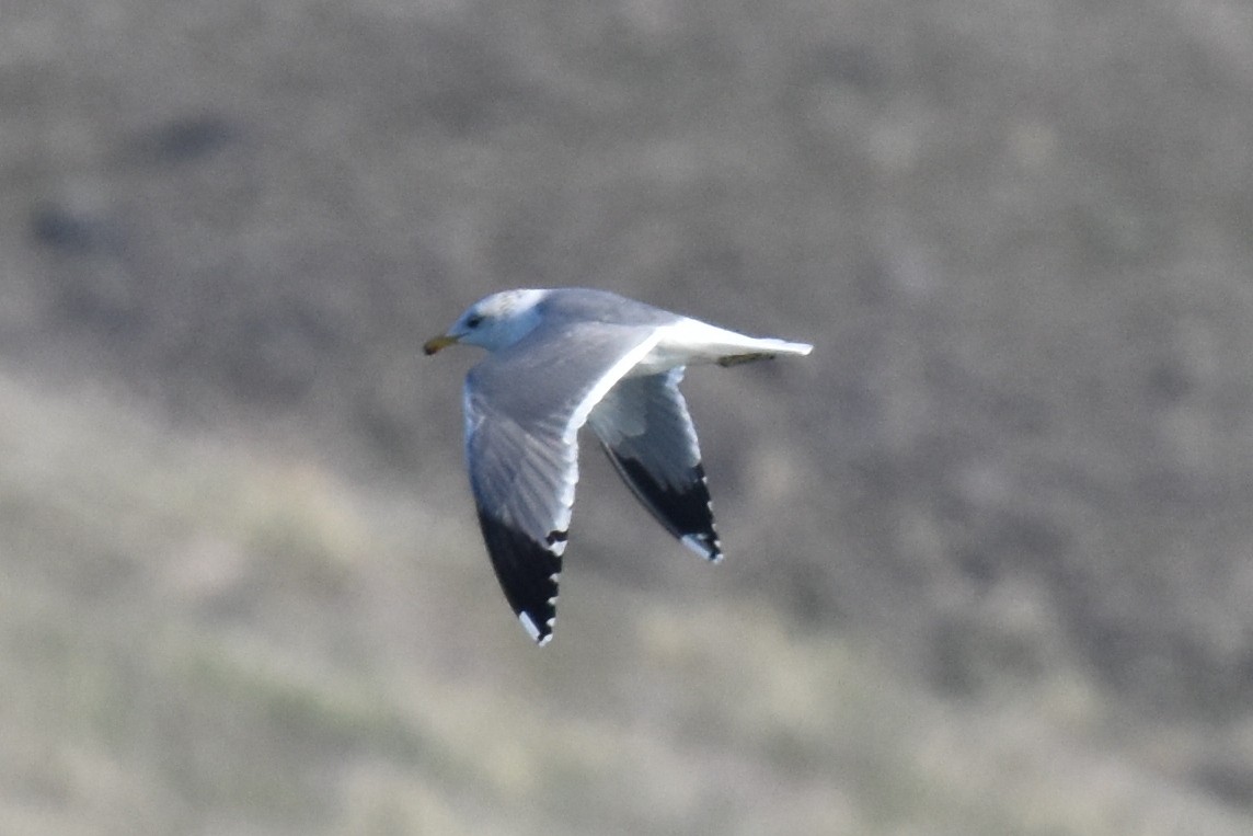 California Gull - Naresh Satyan