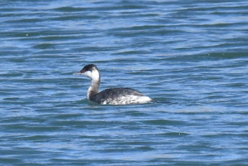 Horned Grebe - ML527257261