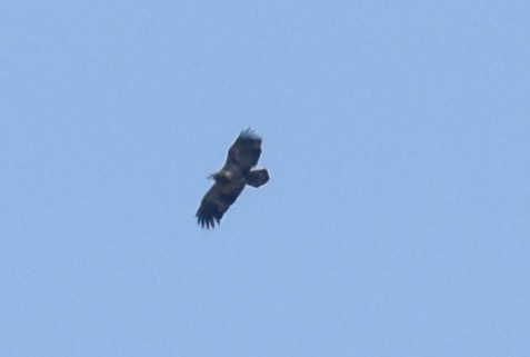 Bald Eagle - Naresh Satyan