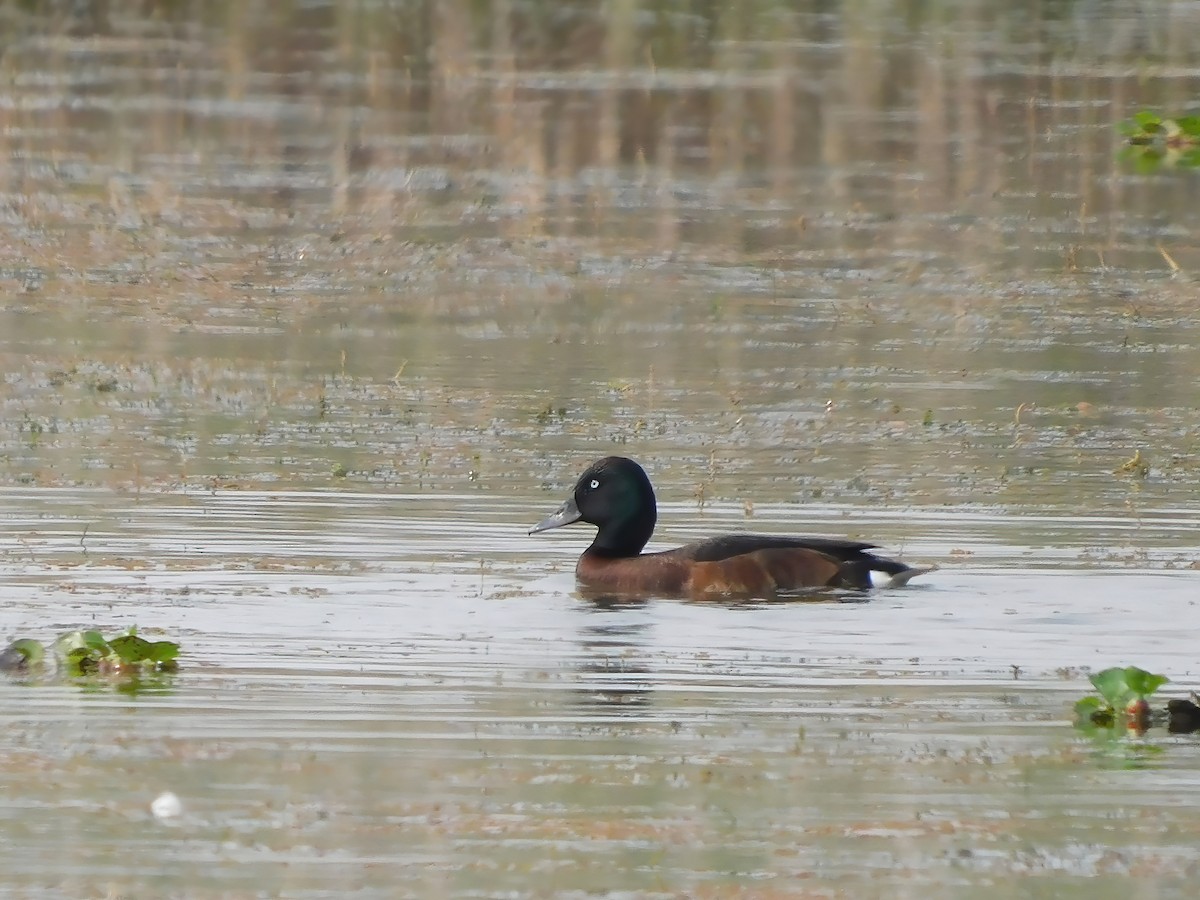 Baer's Pochard - ML527257631