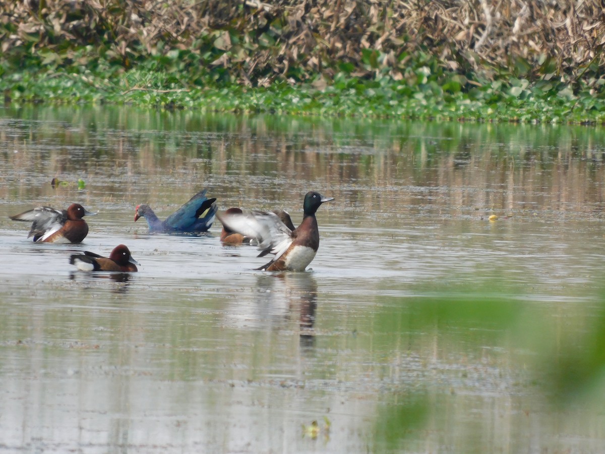 Baer's Pochard - ML527257851