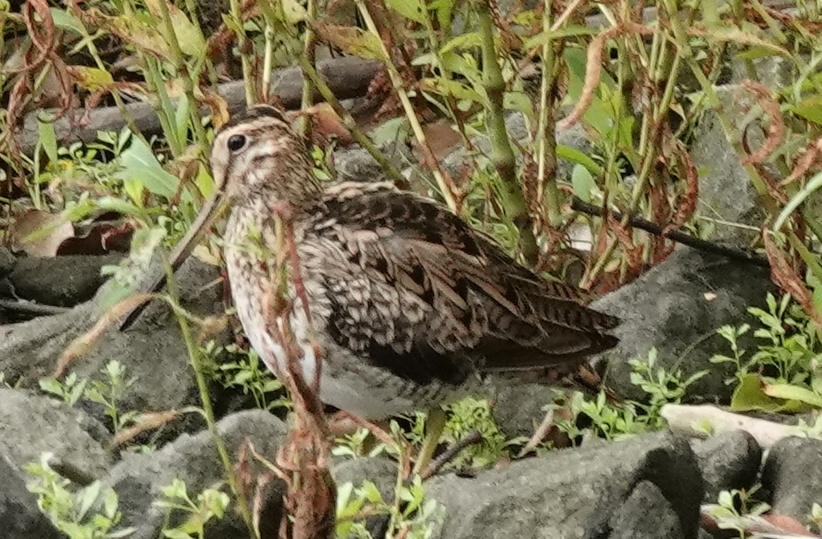 Latham's Snipe - ML527258101