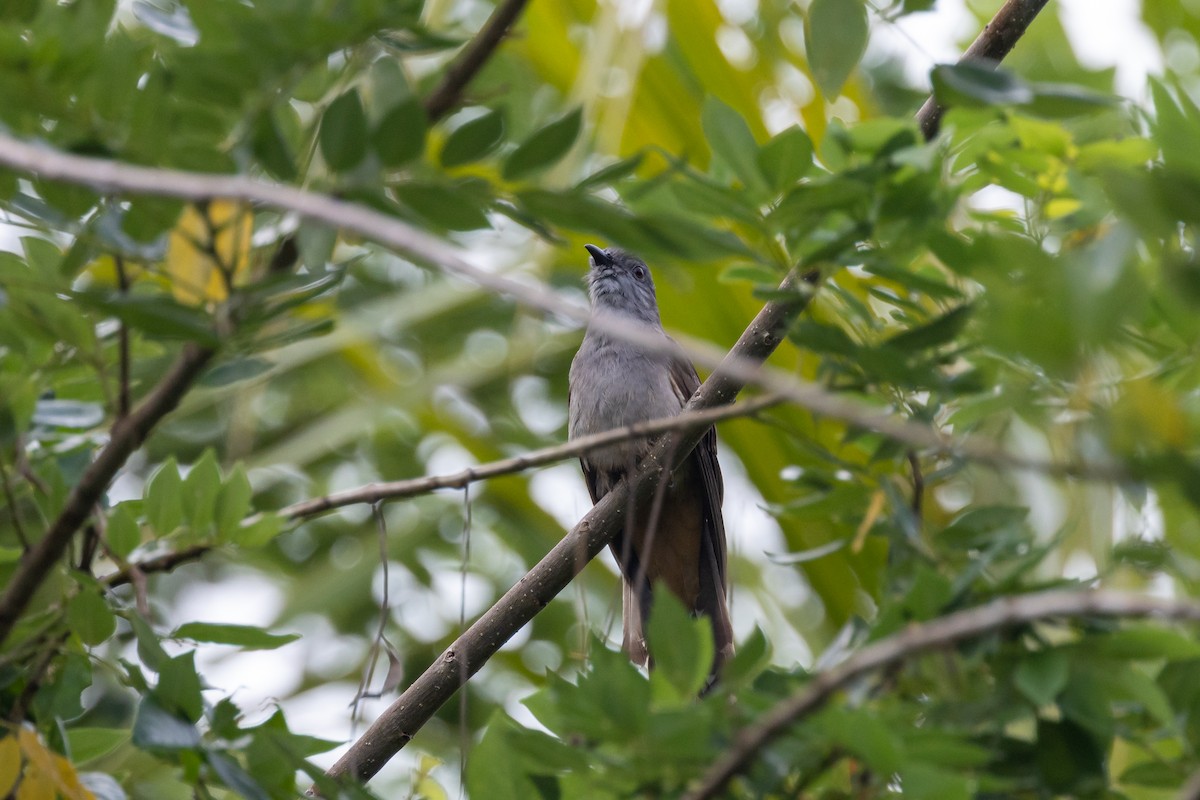 Brush Cuckoo - ML527261041