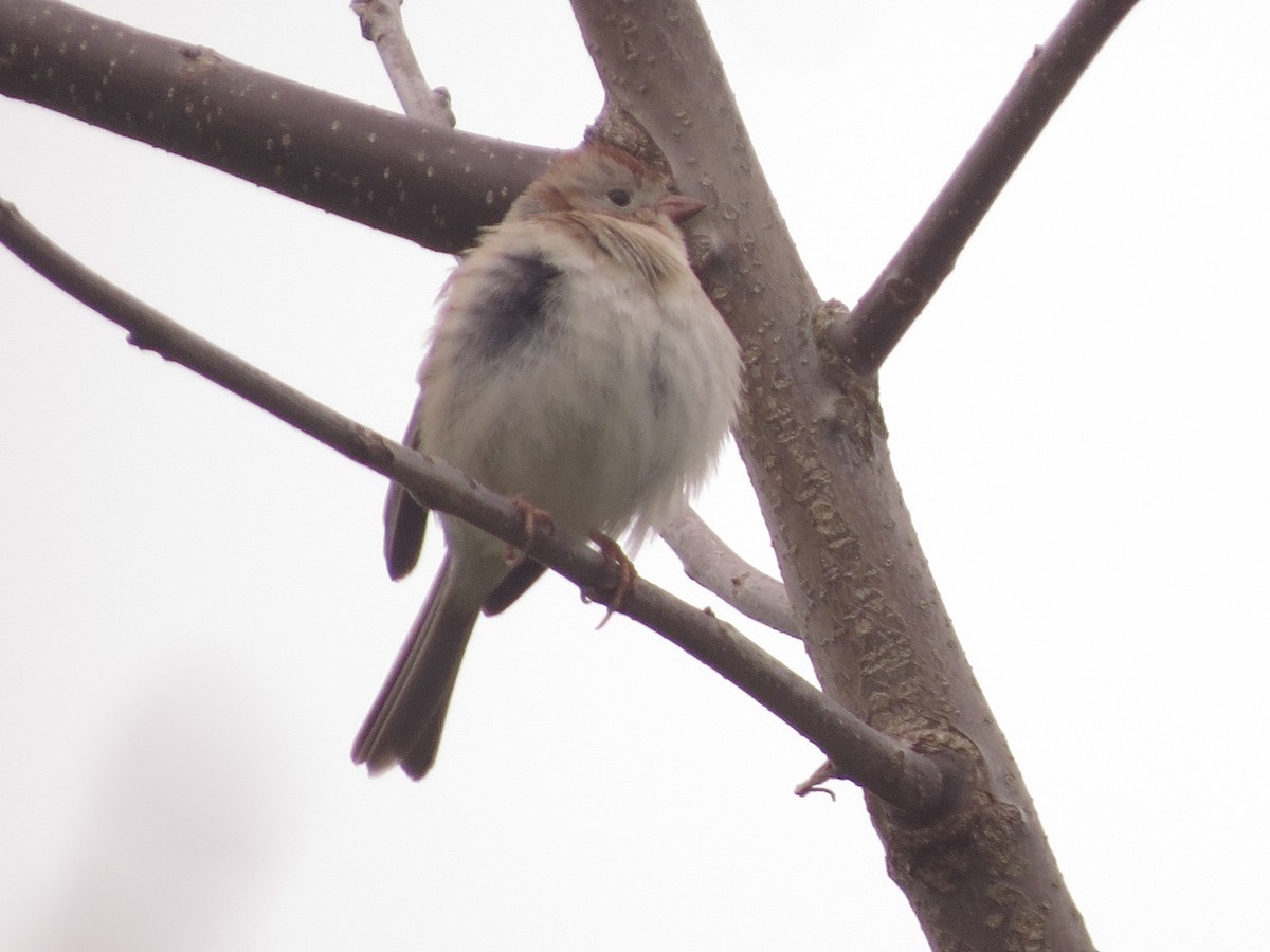 Field Sparrow - ML527263151