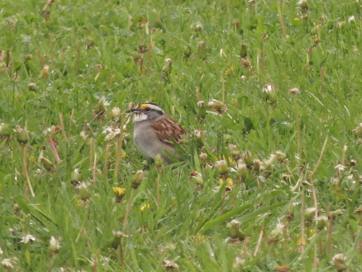 White-throated Sparrow - ML527264021