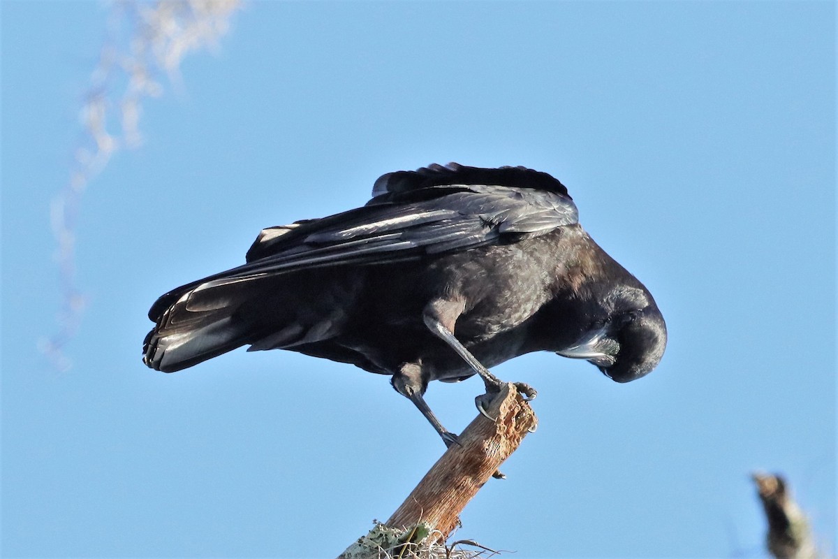 American Crow - ML527265401