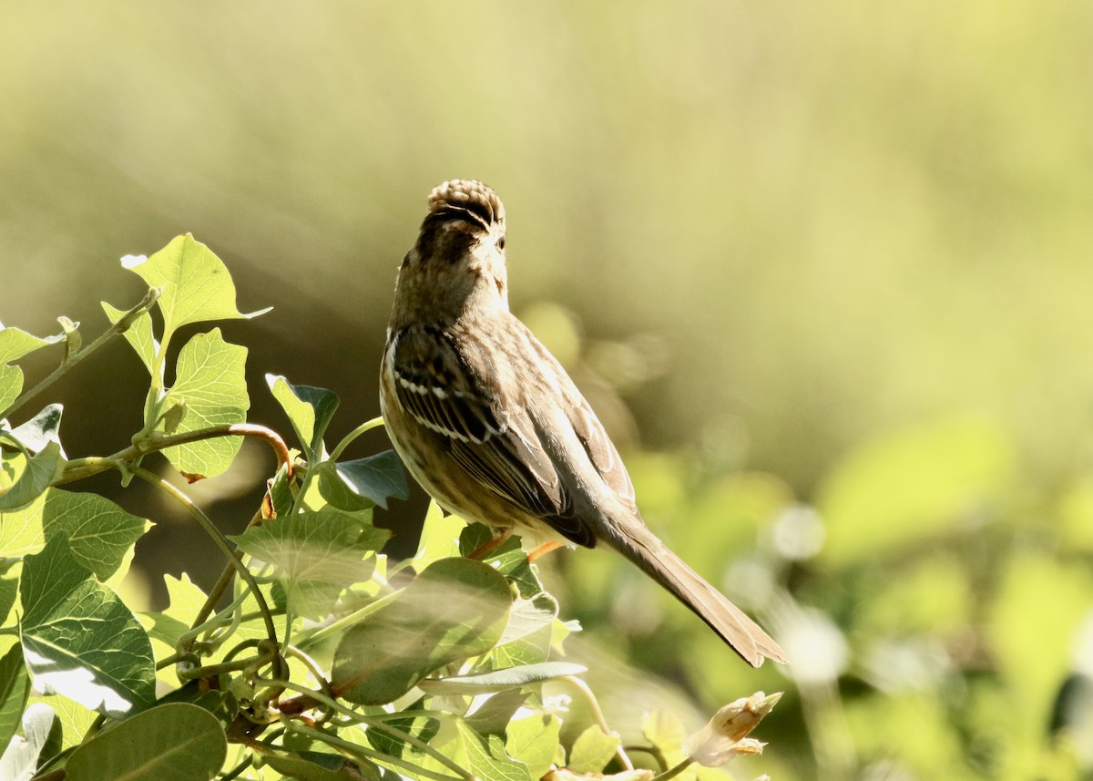 Harris's Sparrow - ML527265451