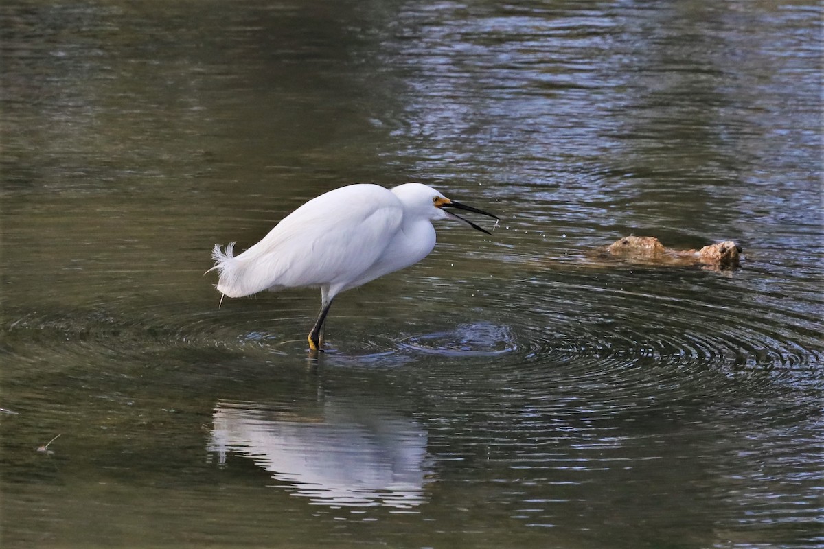 Snowy Egret - ML527266151