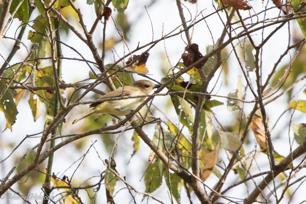 Siffleur à poitrine fauve - ML527266761