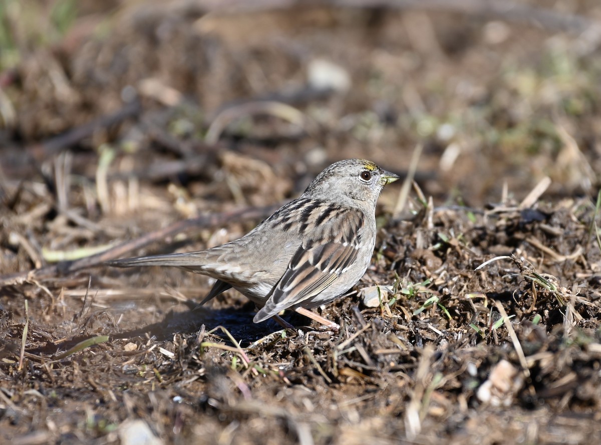 Golden-crowned Sparrow - Ryan Bauer