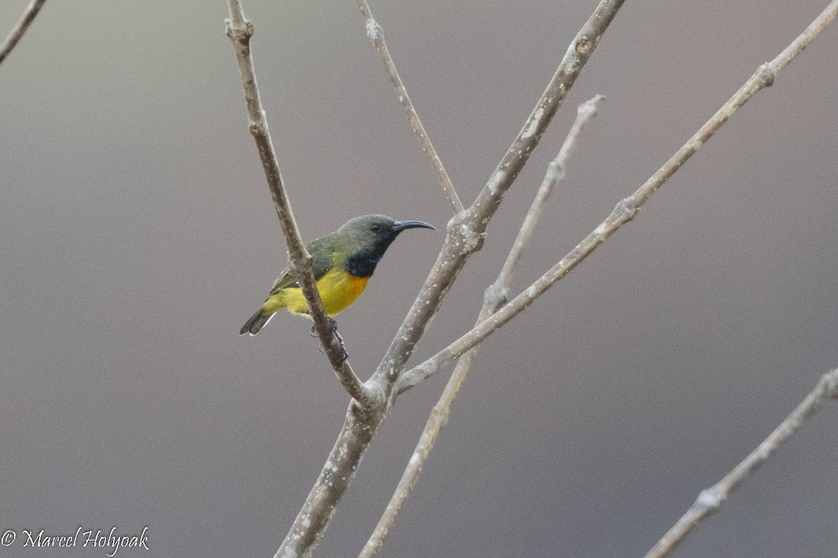 Apricot-breasted Sunbird - ML527266931