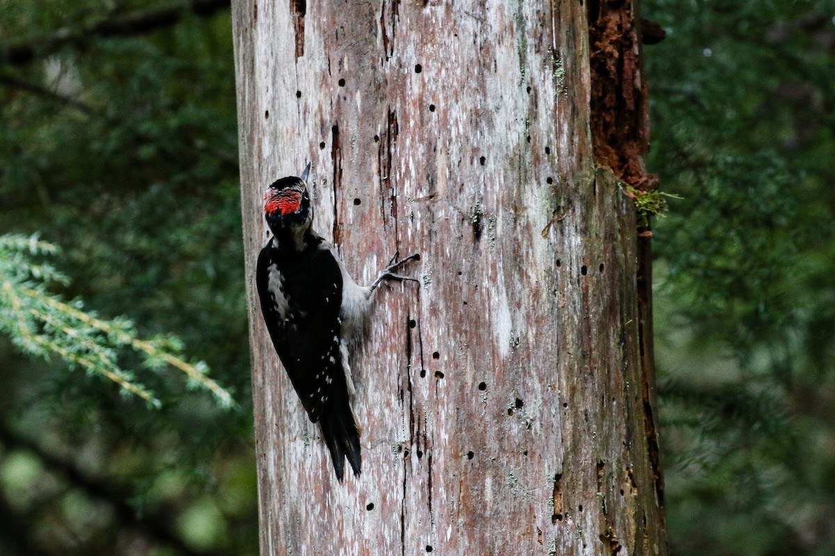 Hairy Woodpecker - ML527268931