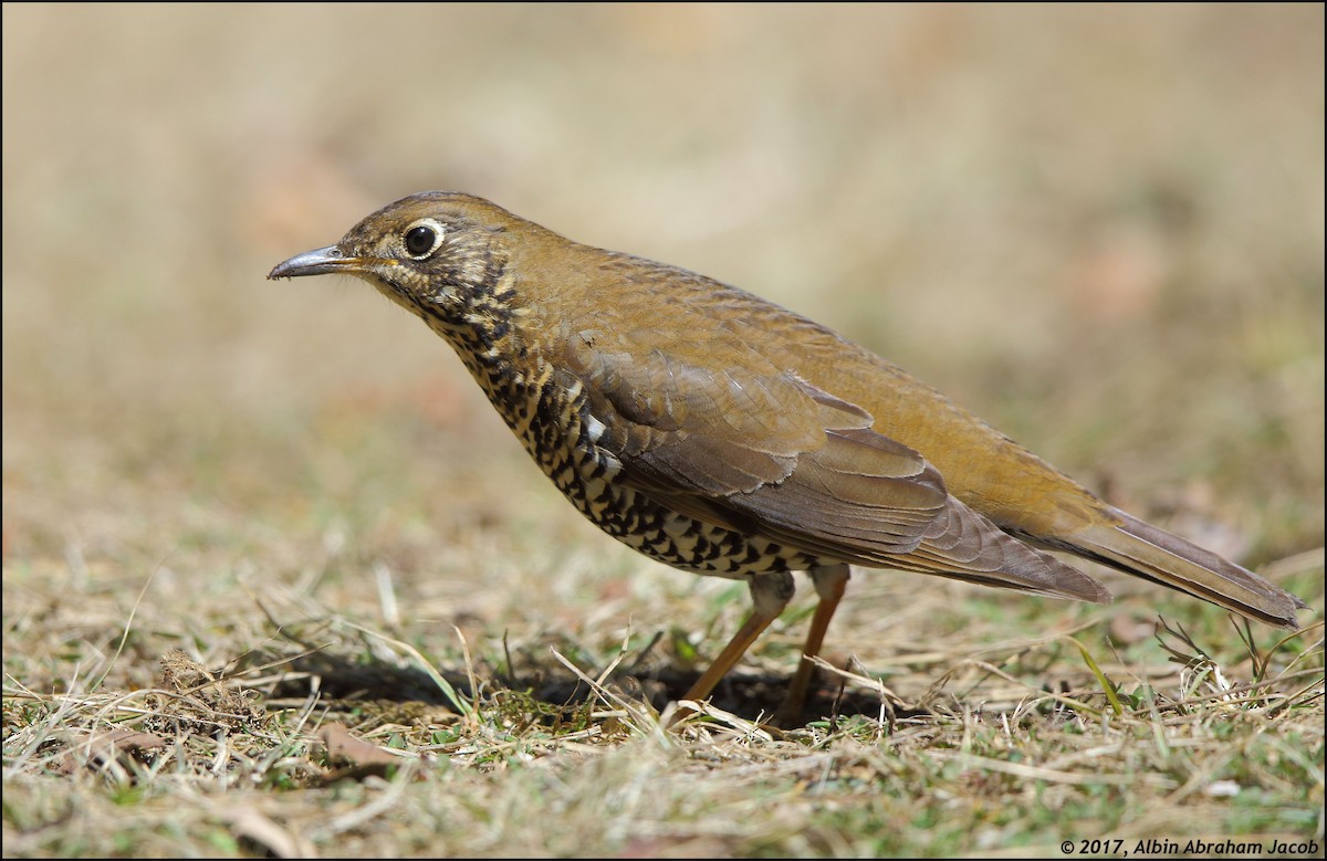Alpine Thrush - Albin Jacob