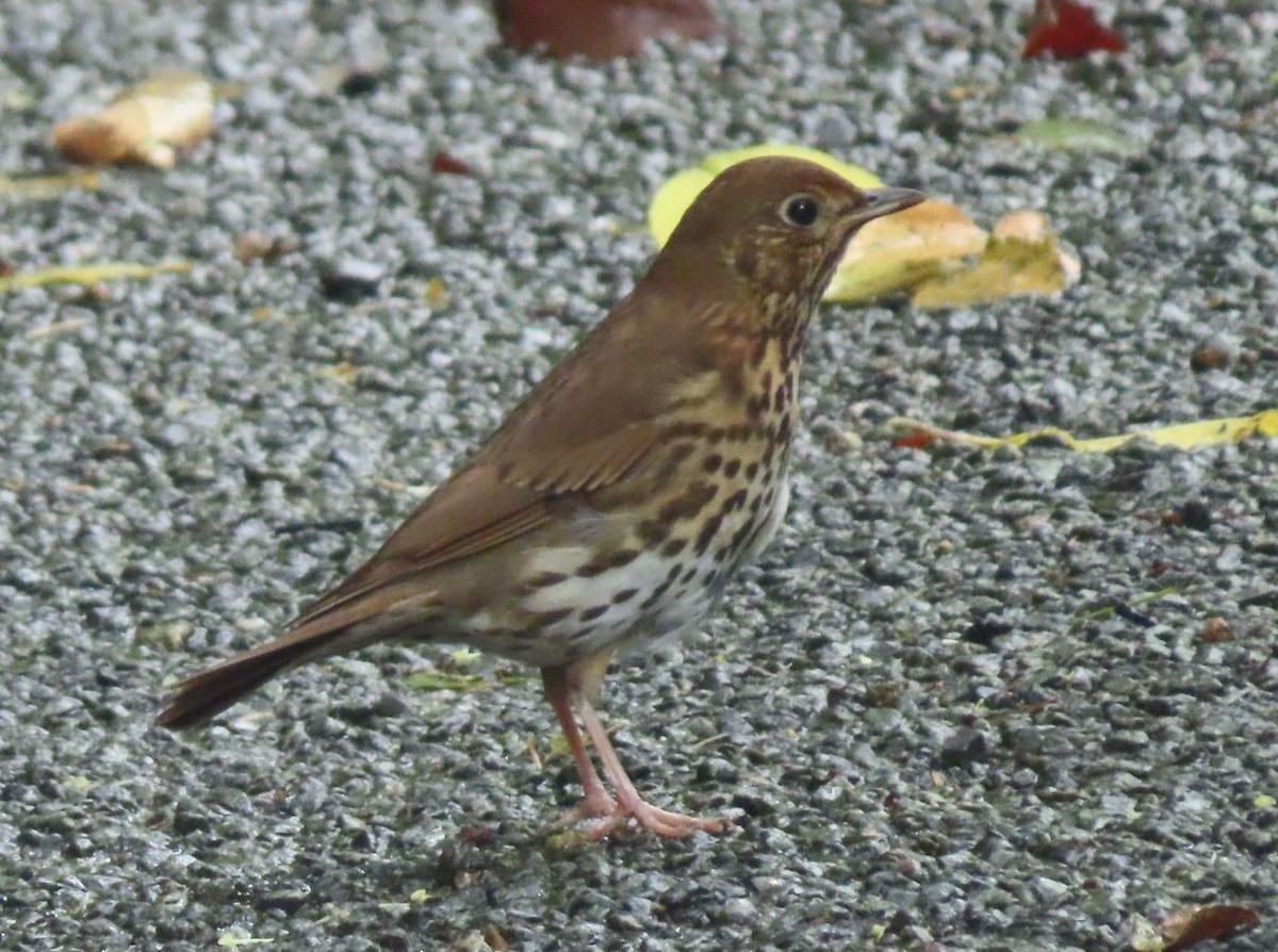 Song Thrush - Michal Bardecki