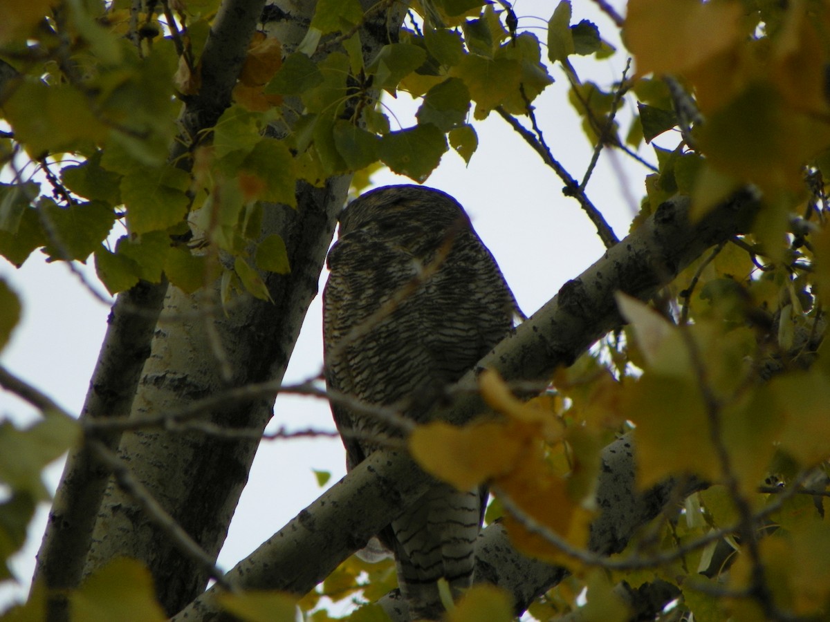 Great Horned Owl - ML527269291