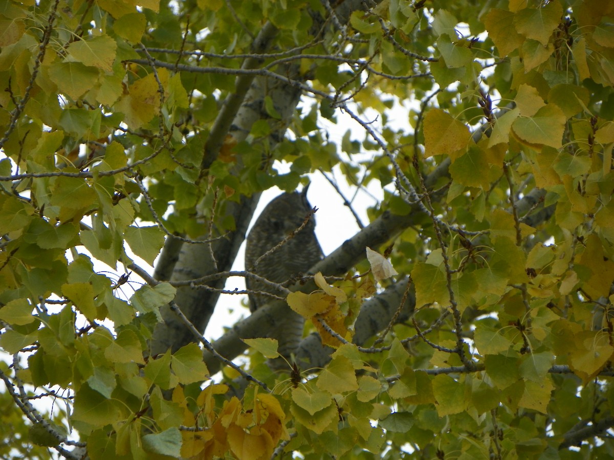 Great Horned Owl - ML527269301
