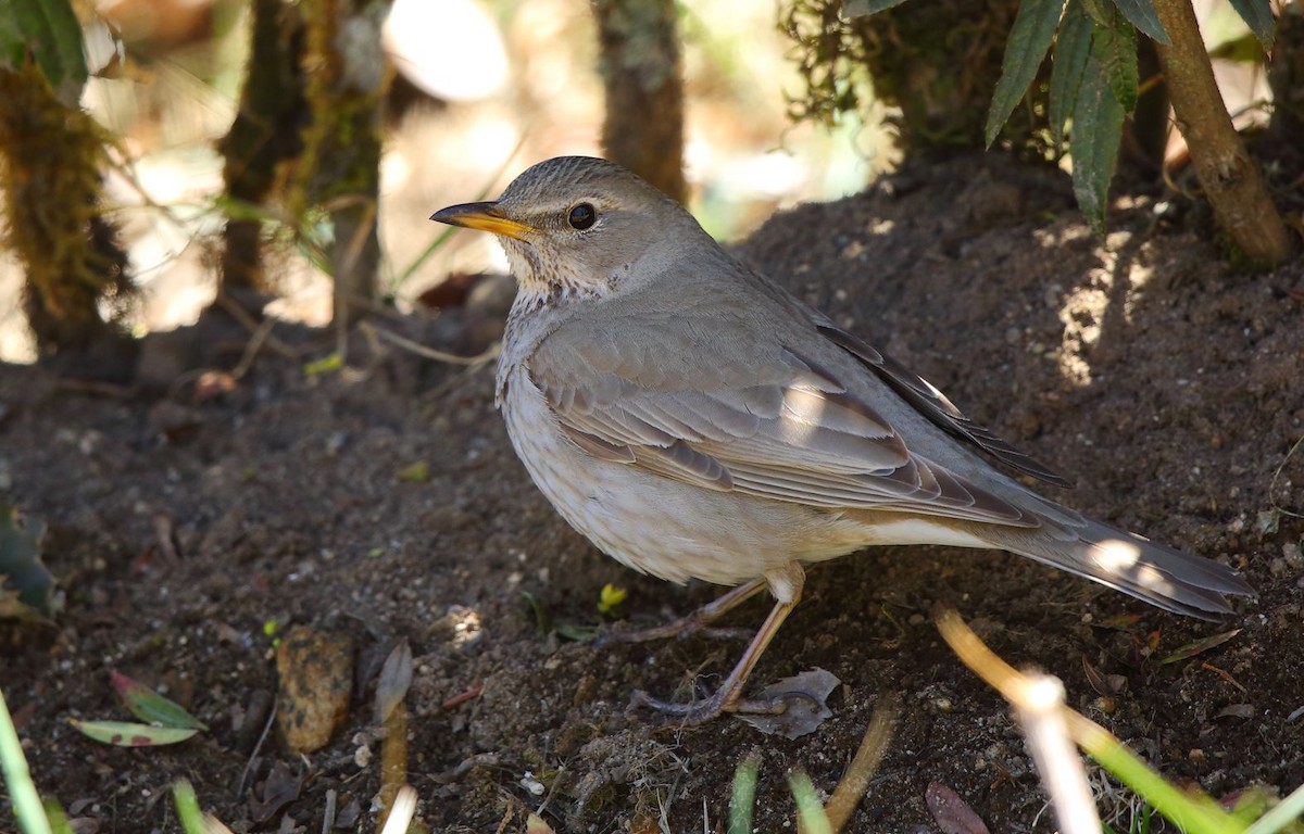 Black-throated Thrush - Albin Jacob