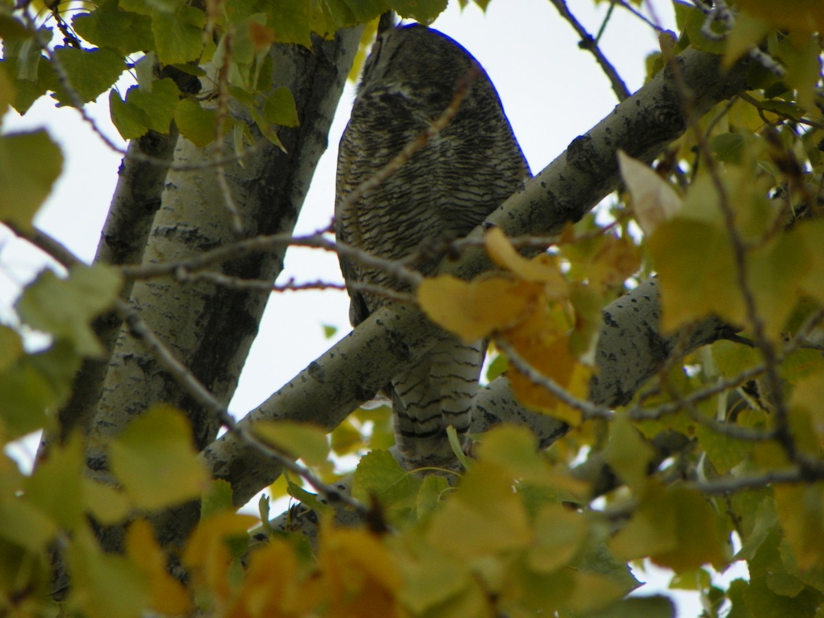 Great Horned Owl - ML527269311