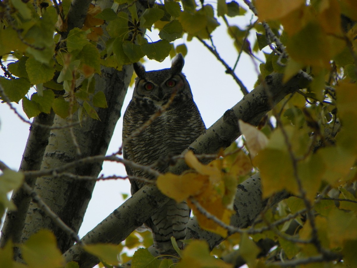 Great Horned Owl - ML527269321