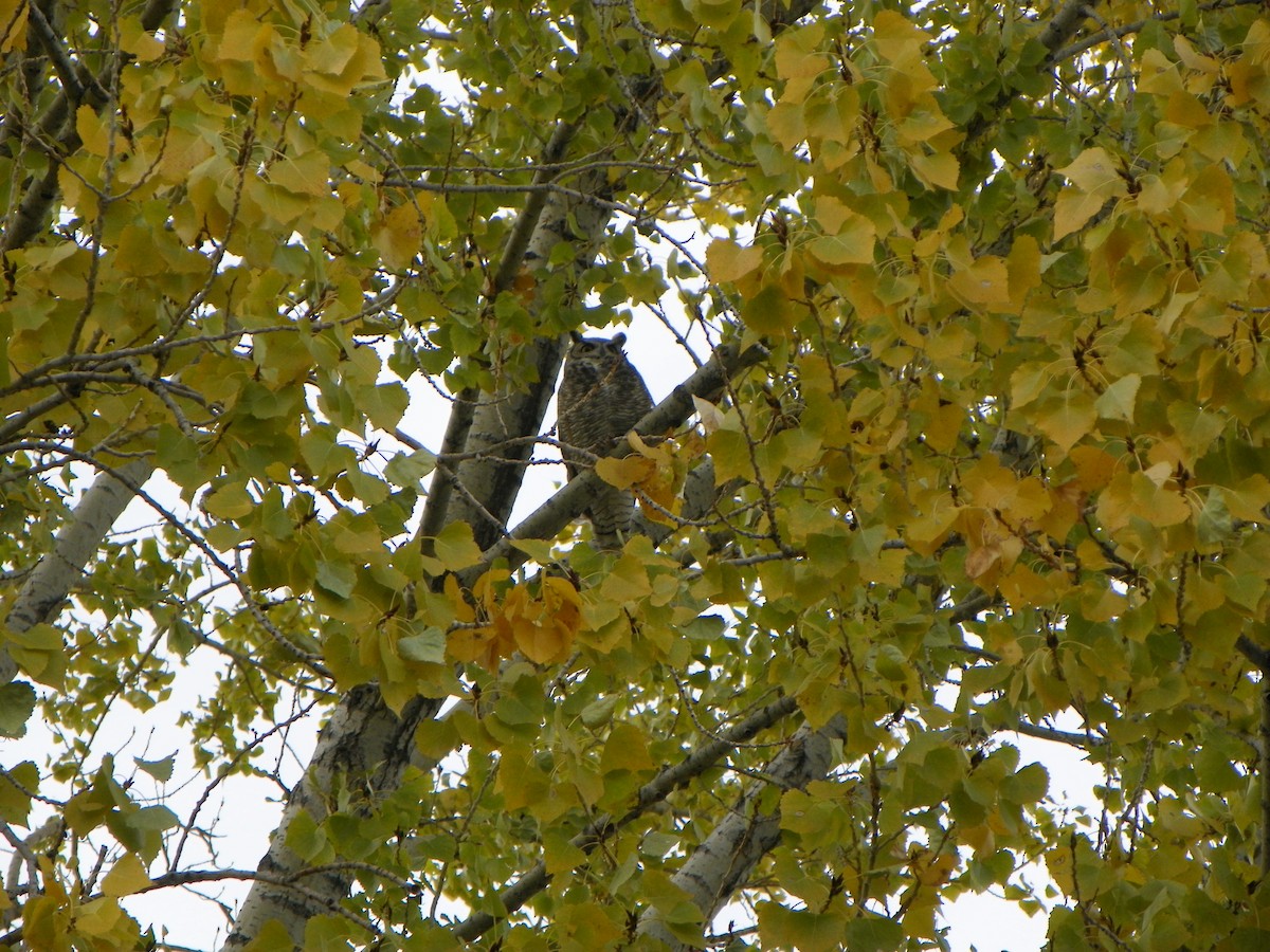Great Horned Owl - ML527269331