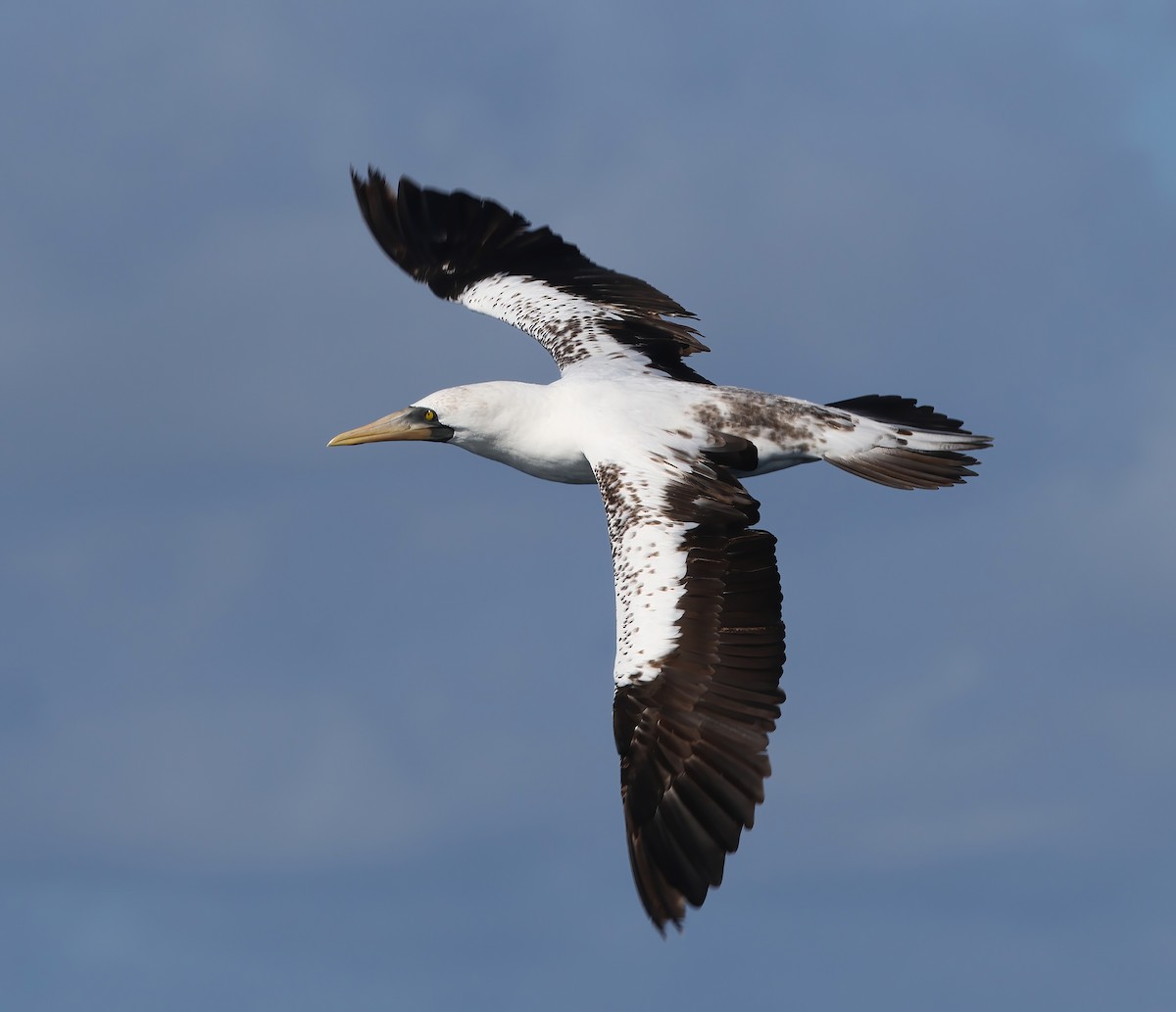 Nazca Booby - ML527269501