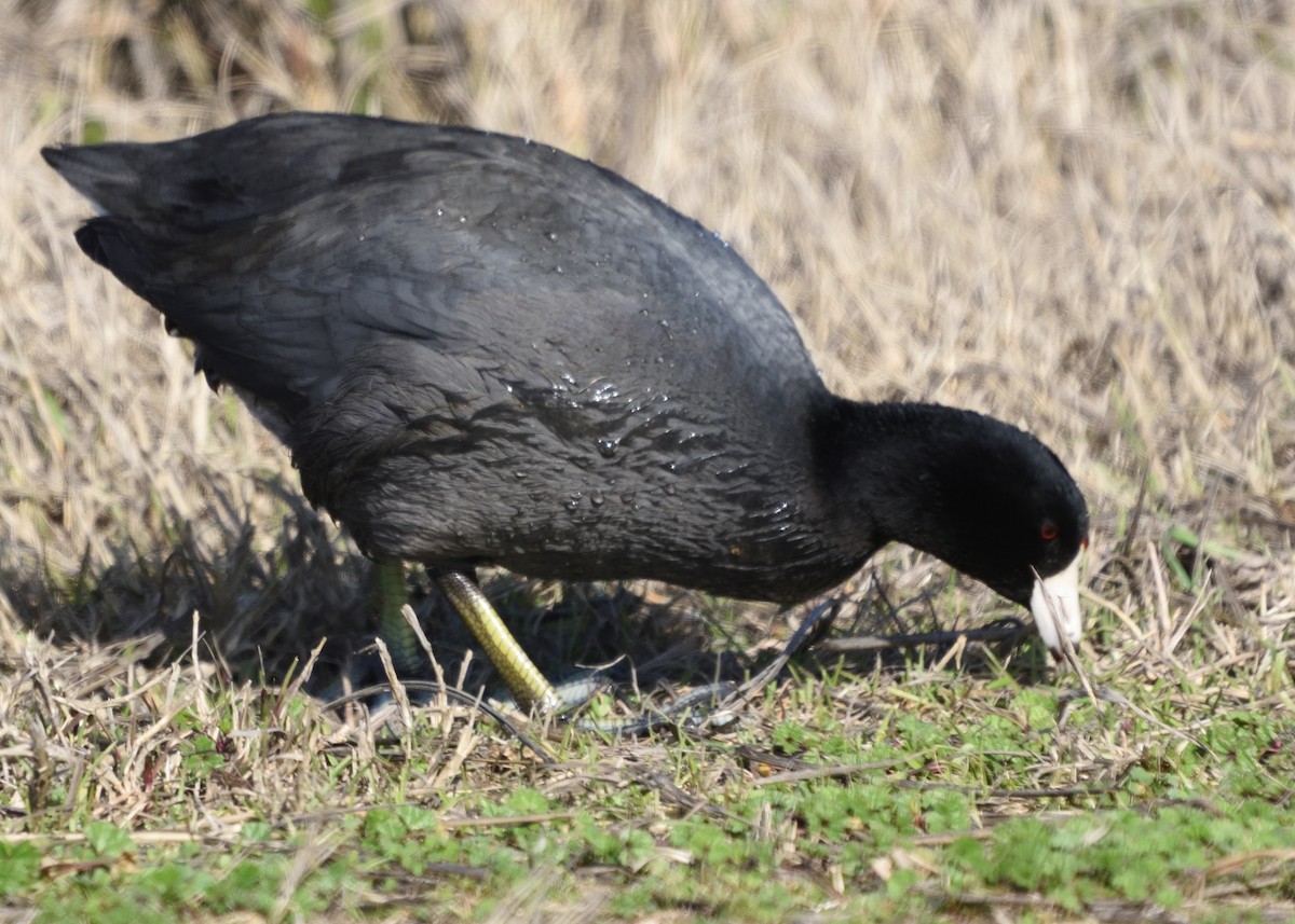 American Coot - Barbara Peck