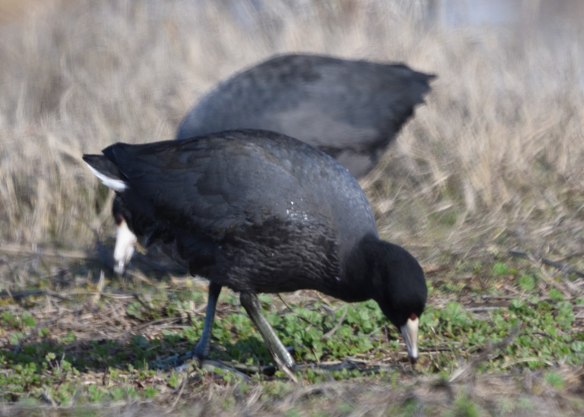 American Coot - Barbara Peck