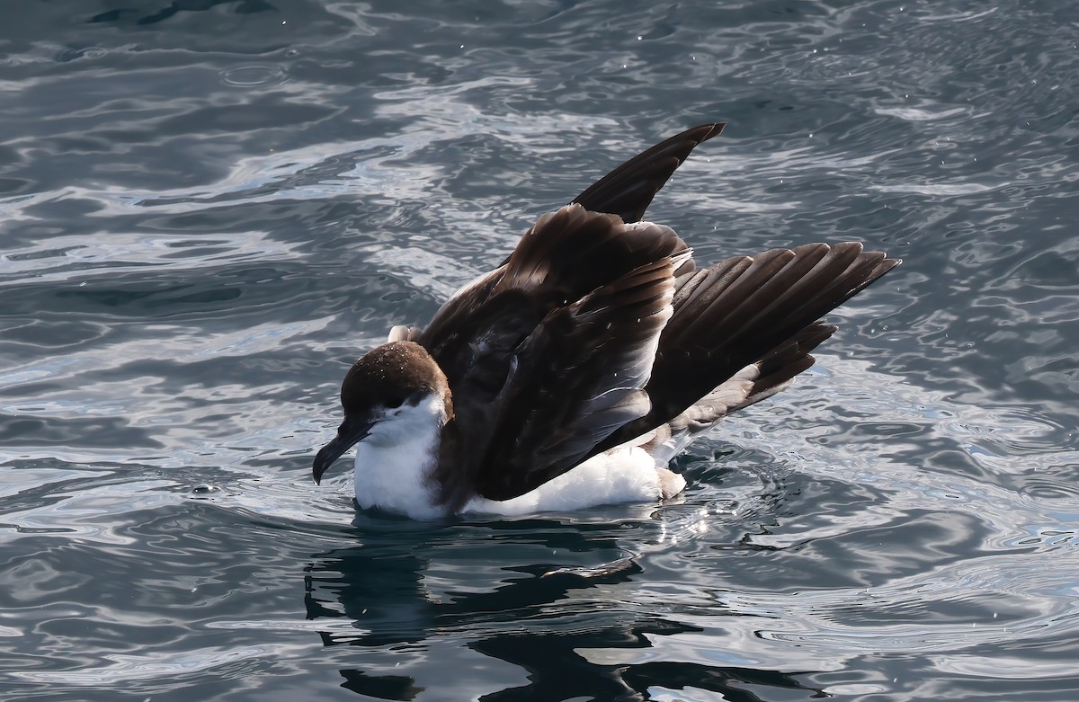 Buller's Shearwater - Tom Benson